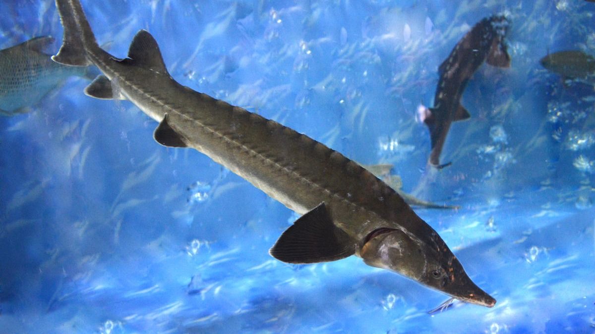 我校承办的“第十届国际鲟鱼养护大会”顺利召开